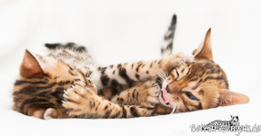 Bengal Kitten rosetted